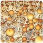 Псилоцибиновые (галлюциногенные)  грибы Psilocybin "Golden Teacher" в Шлиссельбурге