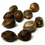 Семена марихуаны АК-47  (Seeds AK-47) в Шлиссельбурге
